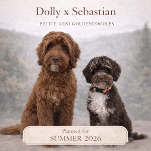 Mini Goldendoodles (Dolly & Sebastian)